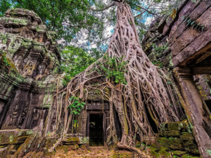 cambodia tours temple of ta prohm