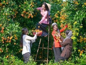 eco tour vinh long 1