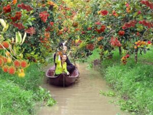 eco tours vinh long vuon qua 1