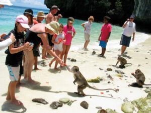 thailand tours monkey beach